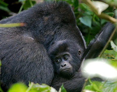 AA Tours Rwanda: (BEST) Budget Rwanda Gorilla Trekking Tours
